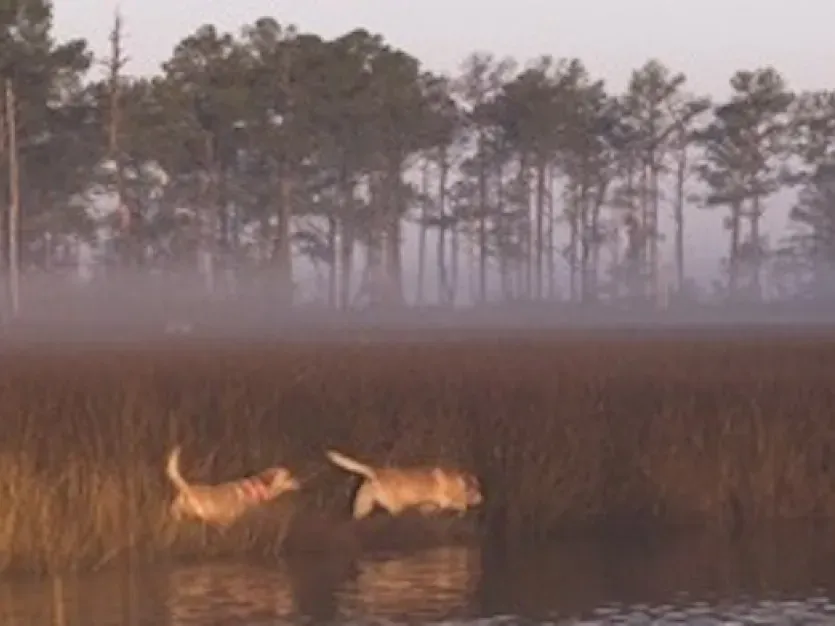 Two men and a dog in the mist around a lake