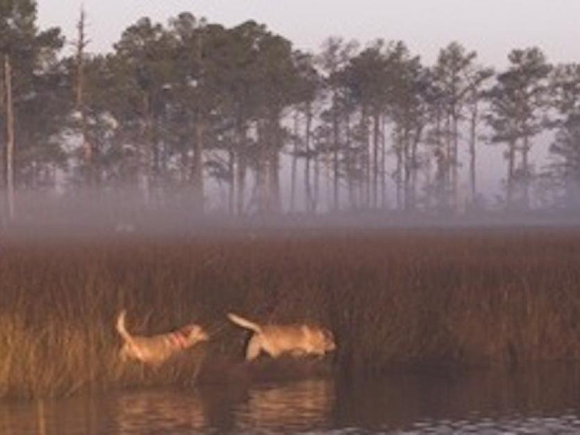 Two men and a dog in the mist around a lake