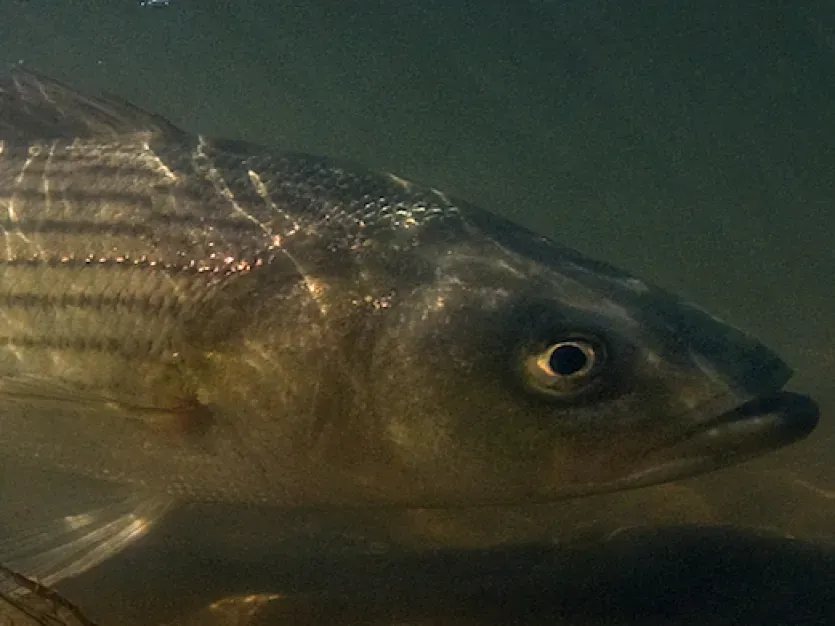 Striped Bass