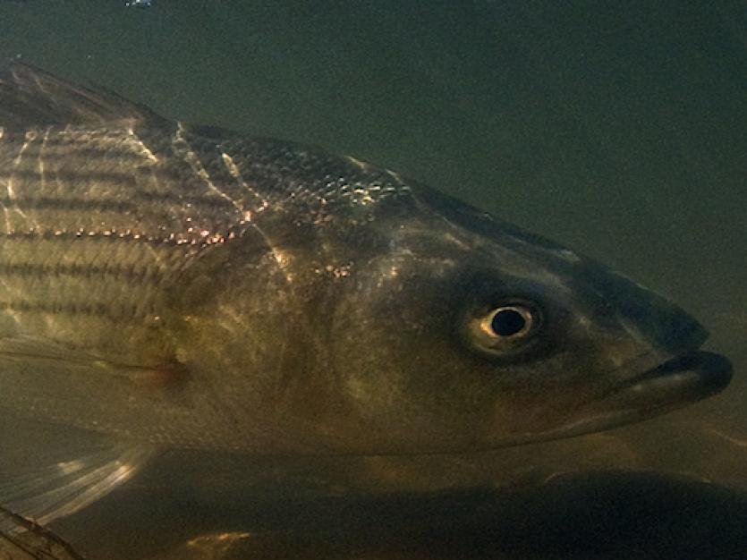 Chesapeake Bay Striper Stock Photo - Download Image Now - Fish, Chesapeake  Bay, Maryland - US State - iStock