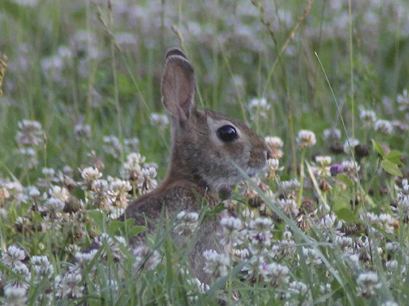 bunny in a field