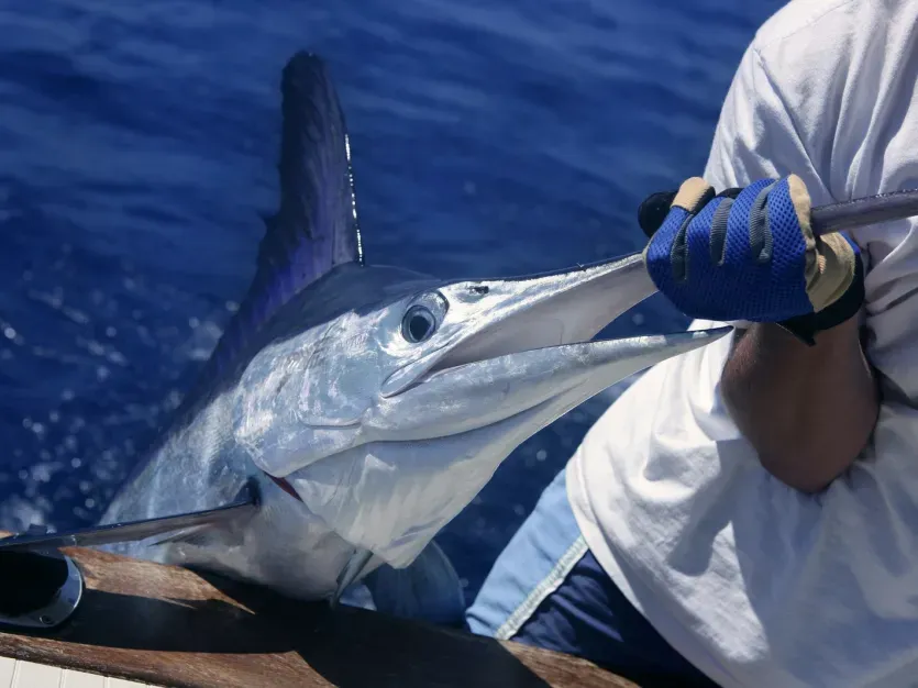 Person holding a Marlin