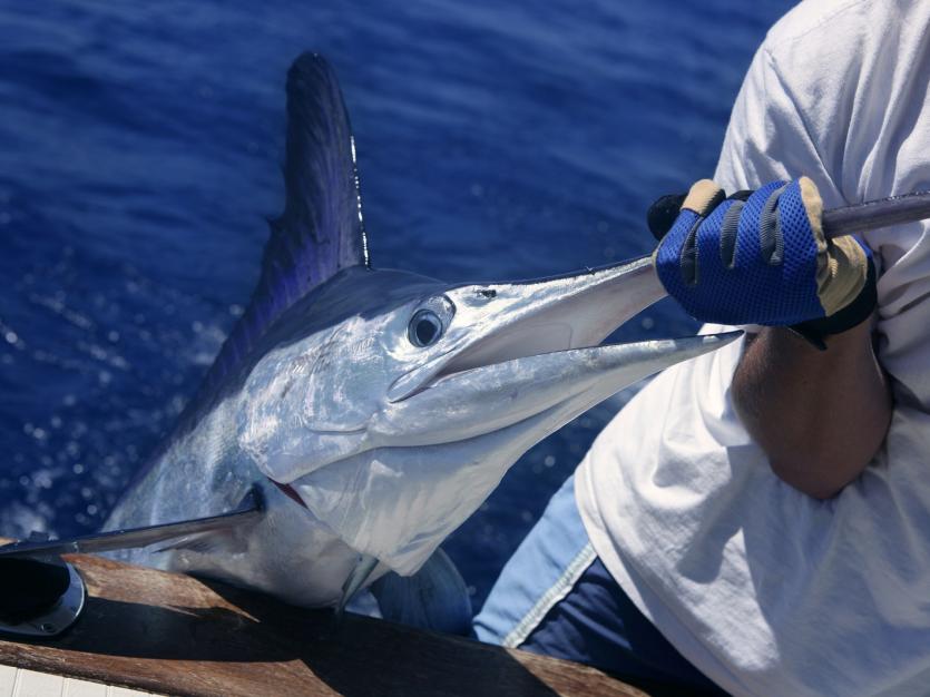 Person holding a Marlin