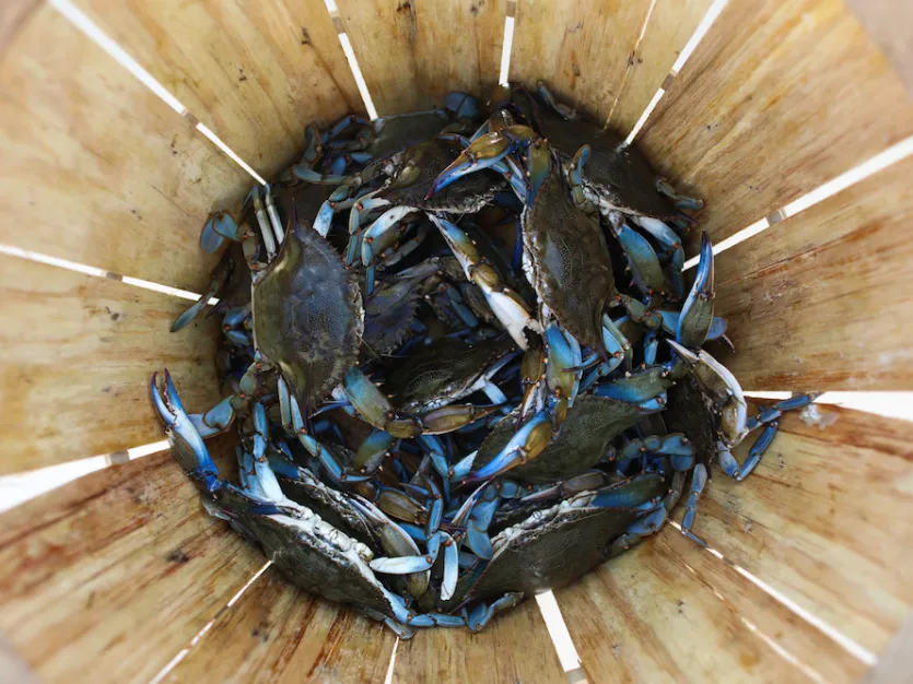 Crabbing with Jason Seman