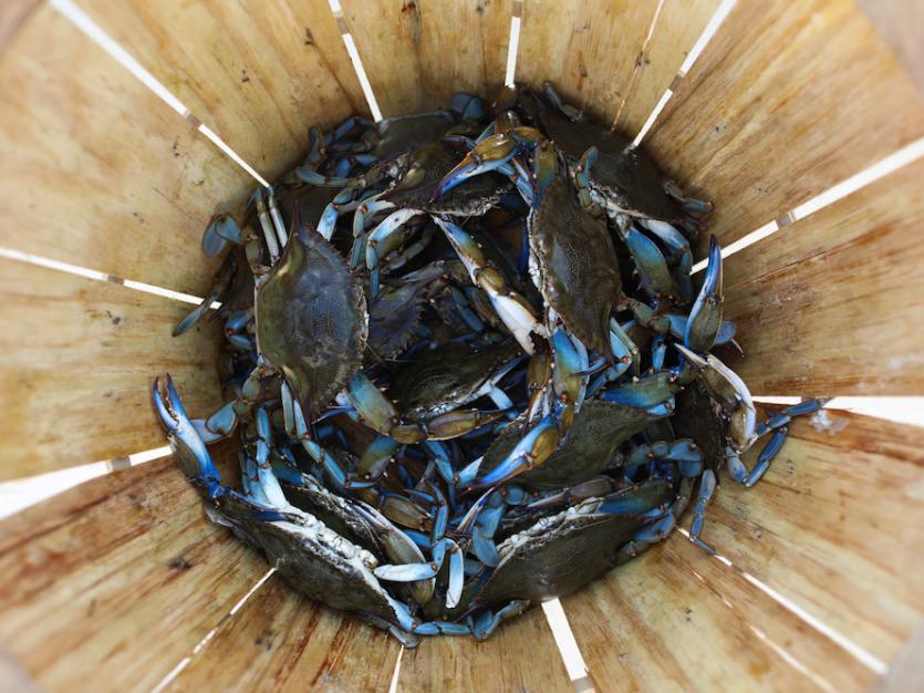 Crabbing with Jason Seman