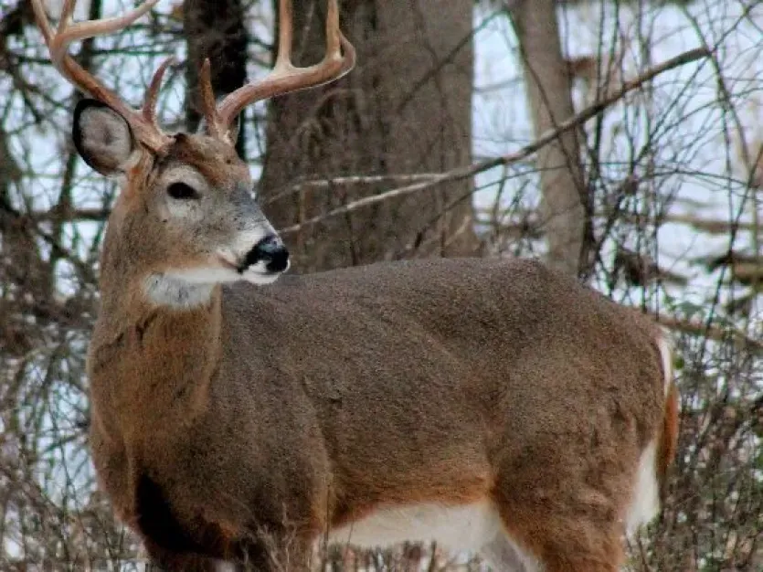 The Challenges of Late-Season Deer Hunting