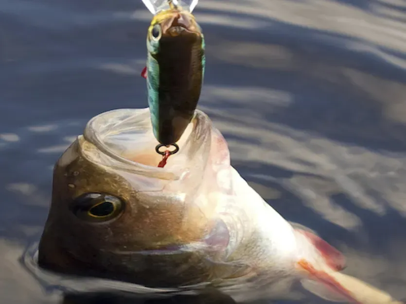 Small Mouth Bass