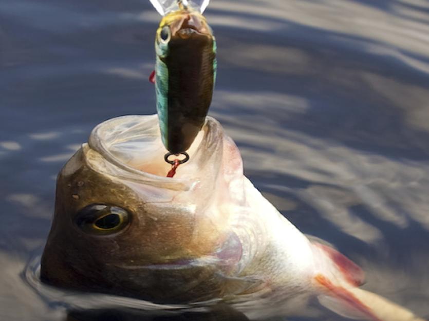 Small Mouth Bass