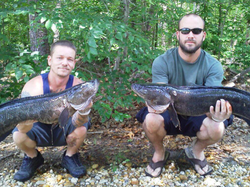 where snakehead can be found