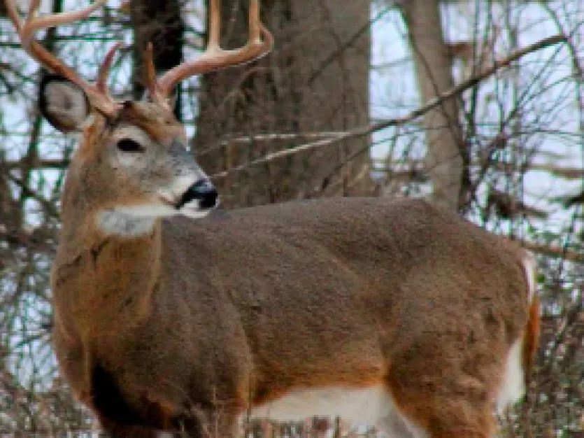 The Challenges of Late-Season Deer Hunting