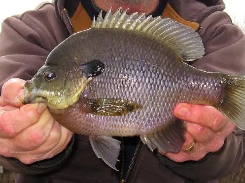 Maryland’s Winter Panfish
