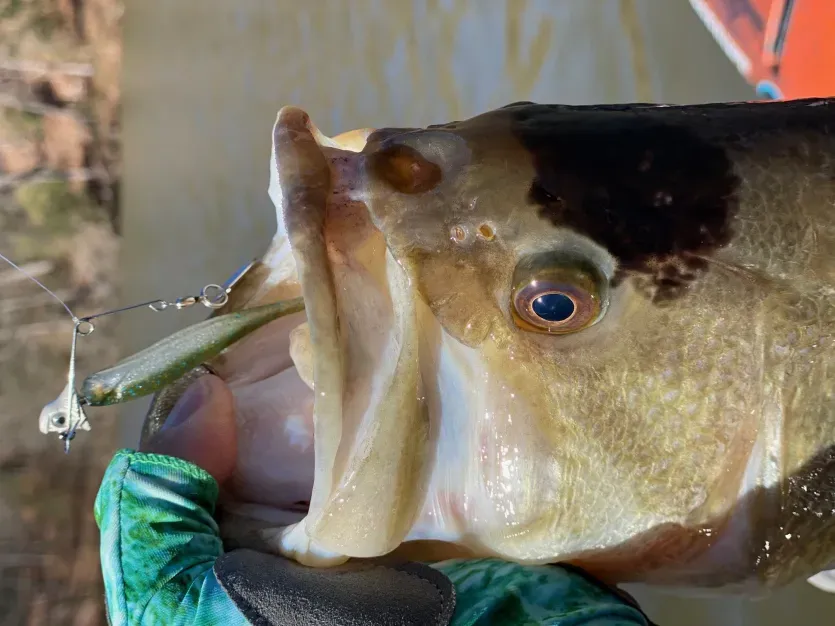 Fish caught from a kayak