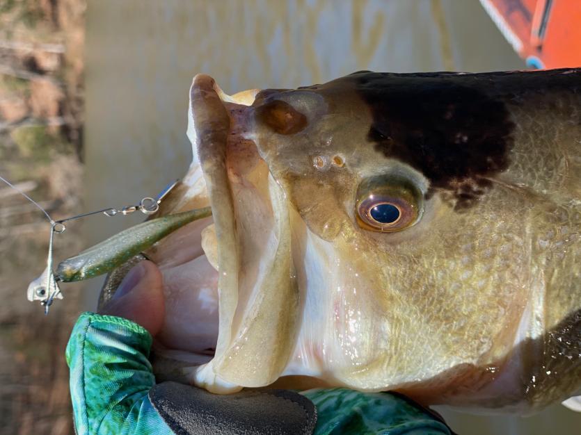 Fish caught from a kayak
