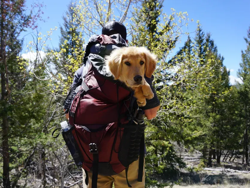 Man caring his dog