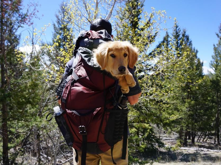 Man caring his dog