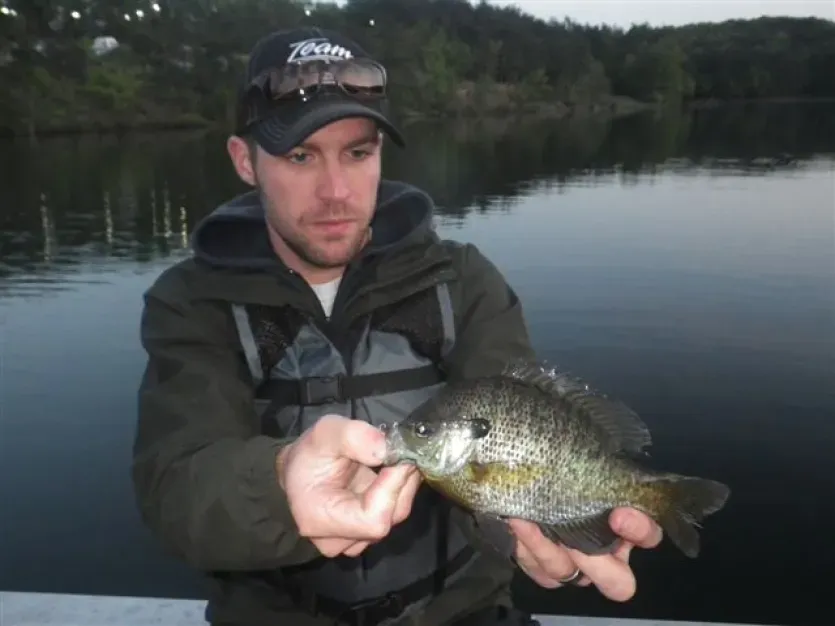 Bluegill Lake Habeeb at Rocky Gap State Park