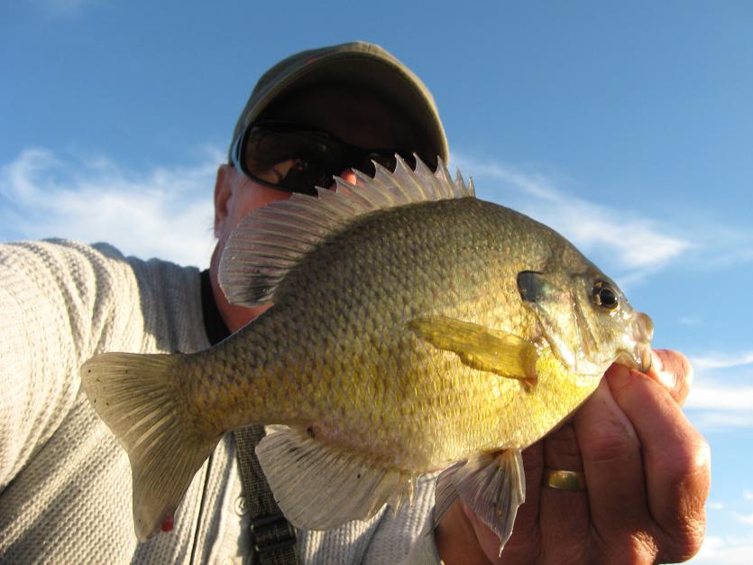Sunfish