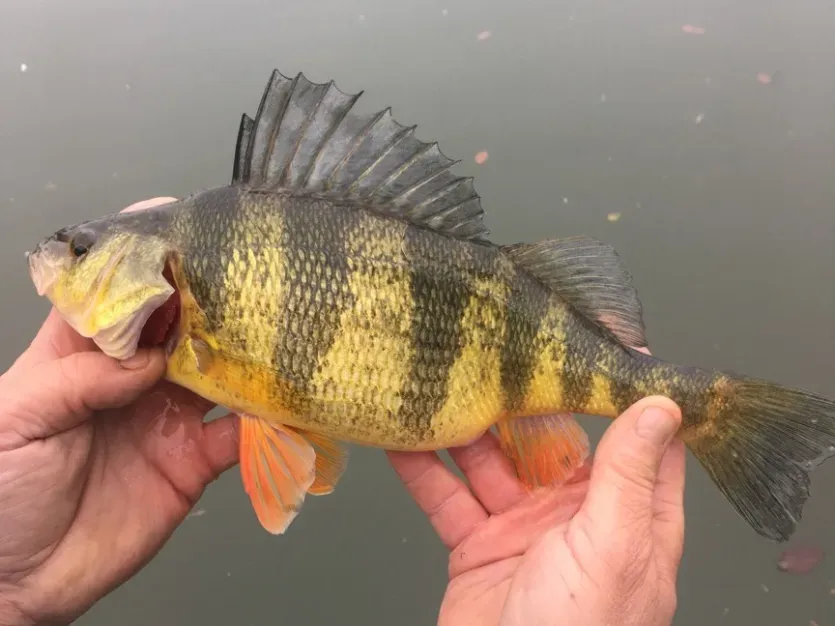 Yellow Perch