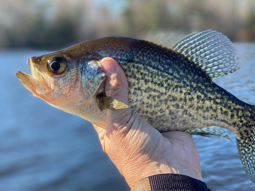 Crappie Johnson’s millpond