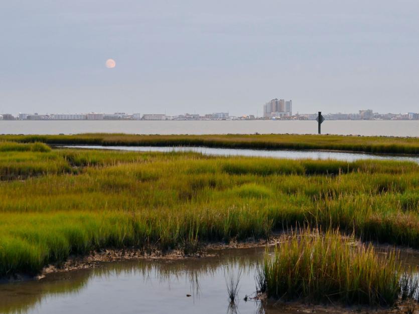 Assawoman Bay Marshes