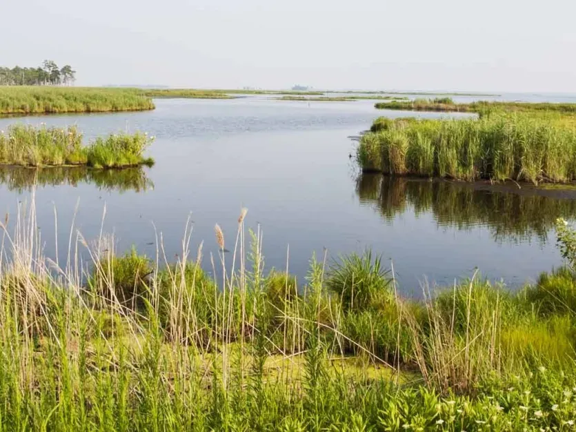 Blackwater National Wildlife Refuge