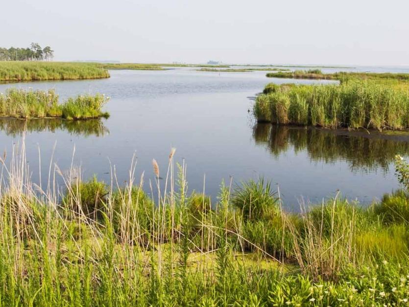 Blackwater National Wildlife Refuge