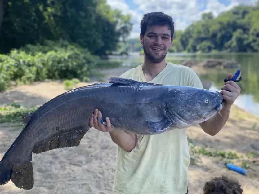 Catfish