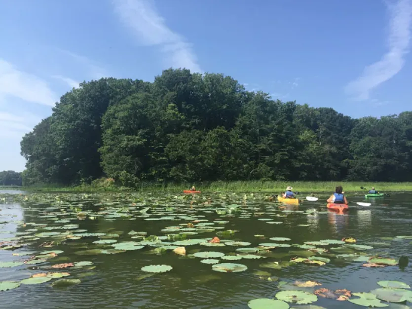 Turners Creek with Lotus