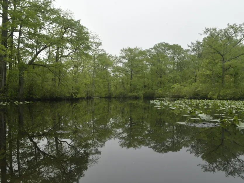 Upper Pocomoke River with Lots of Place to Fly Cast