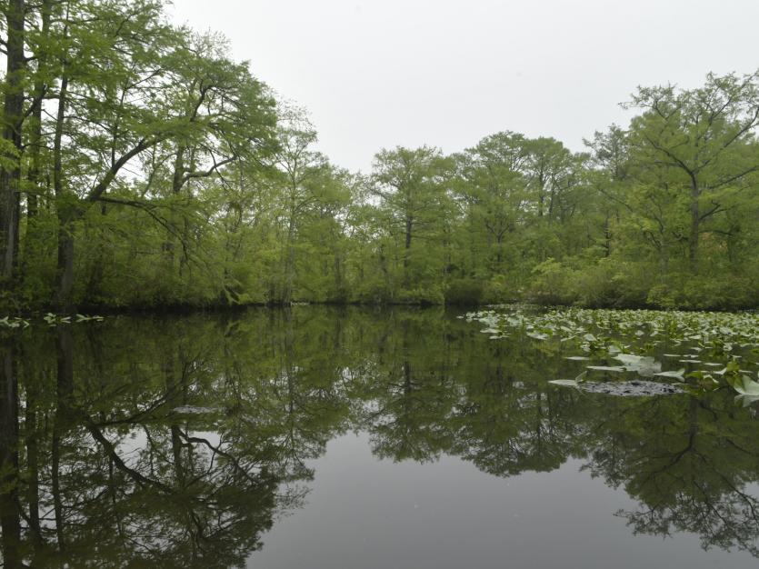 Upper Pocomoke River with Lots of Place to Fly Cast