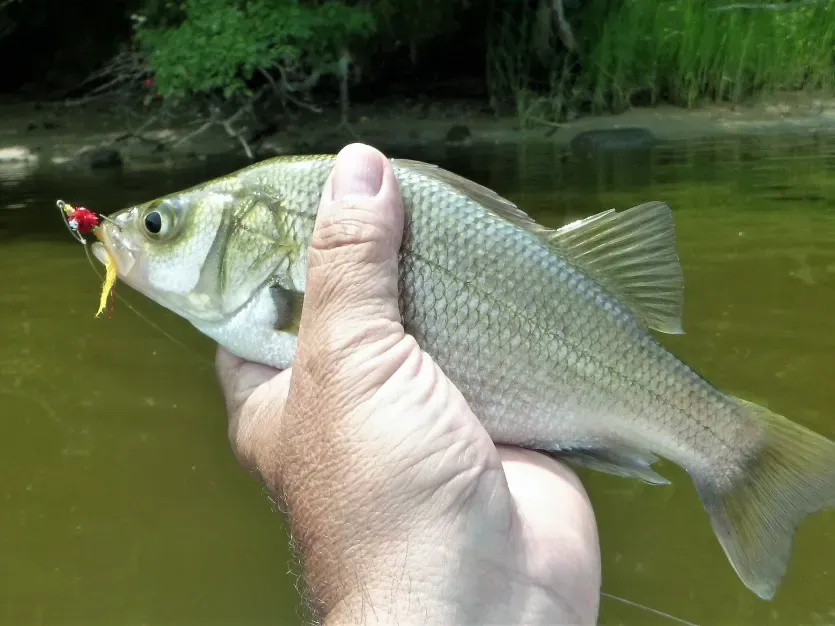 White Perch Caught on Skipton Creek on the Maryland Eastern Shore Mark Bange