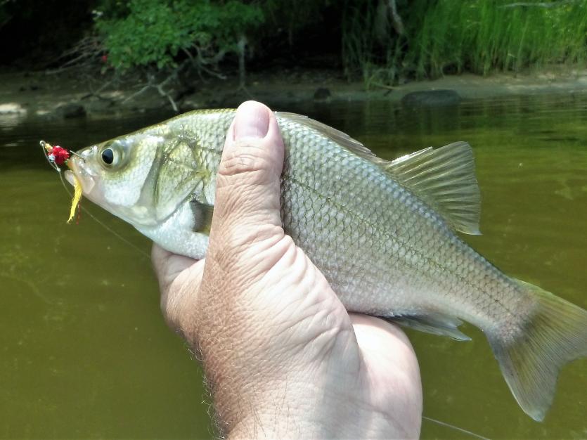 White Perch Caught on Skipton Creek on the Maryland Eastern Shore Mark Bange