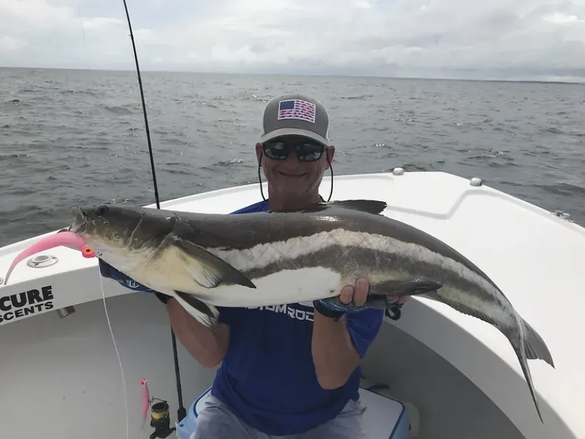 Cobia