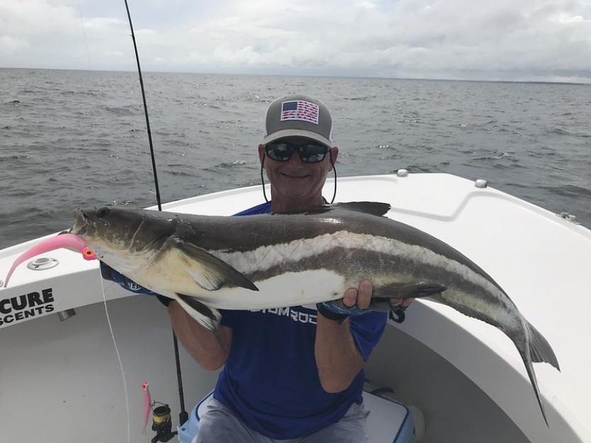 Cobia