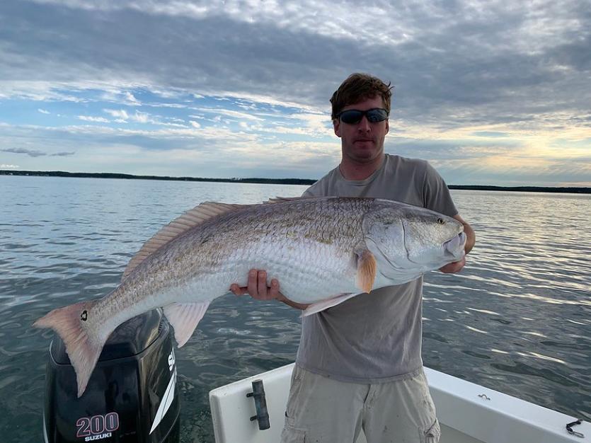 Red Drum