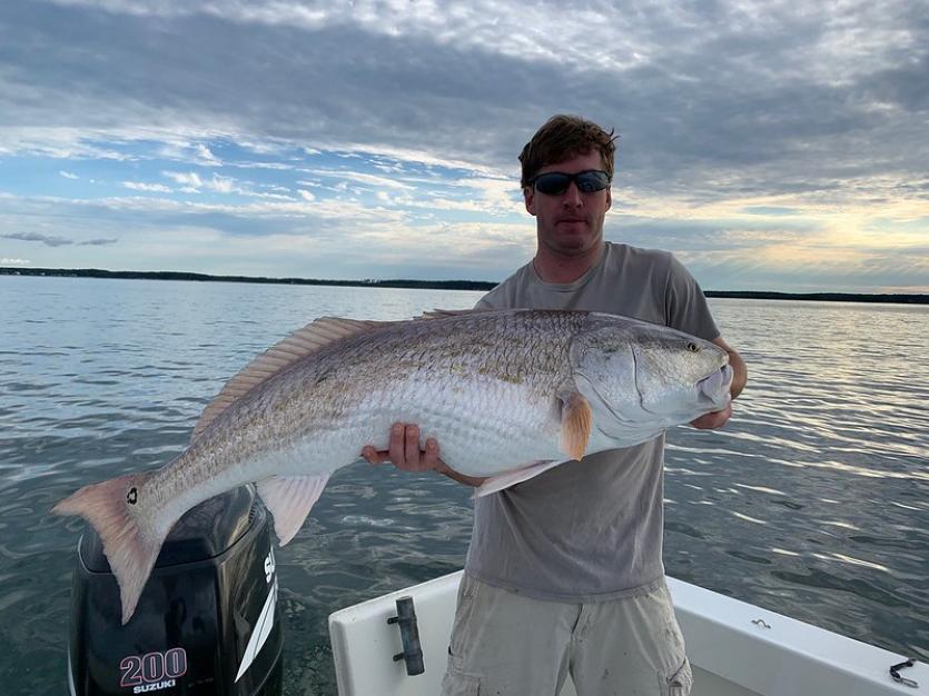 Red Drum Details - MA Fish Finder