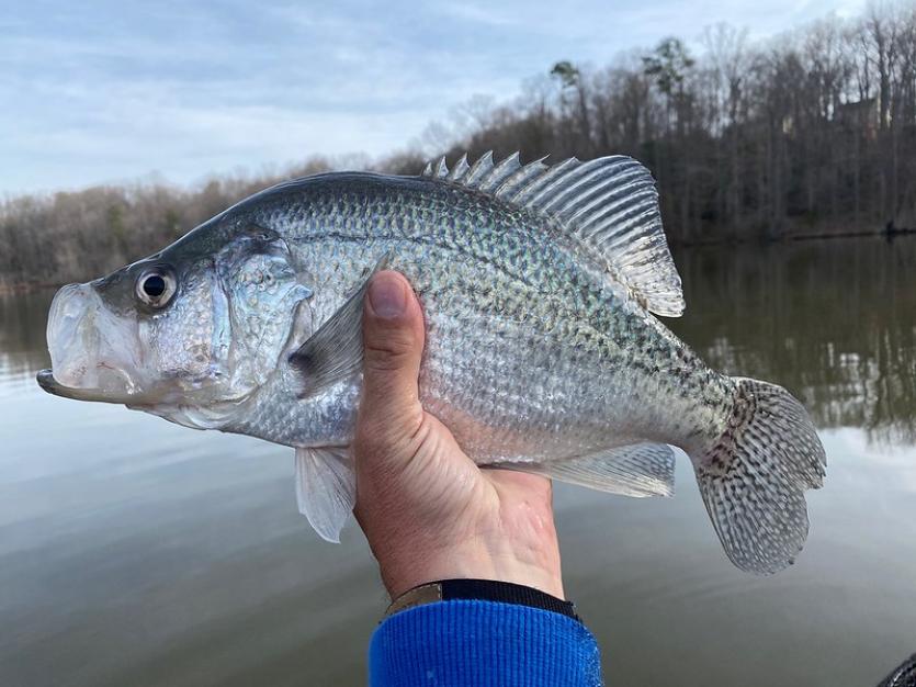 Crappie: White & Black