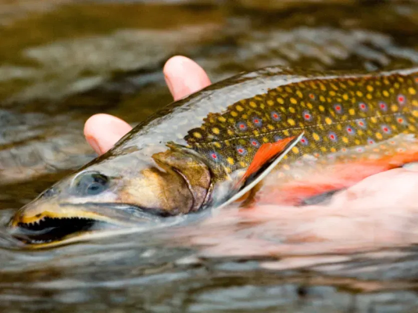Brook Trout