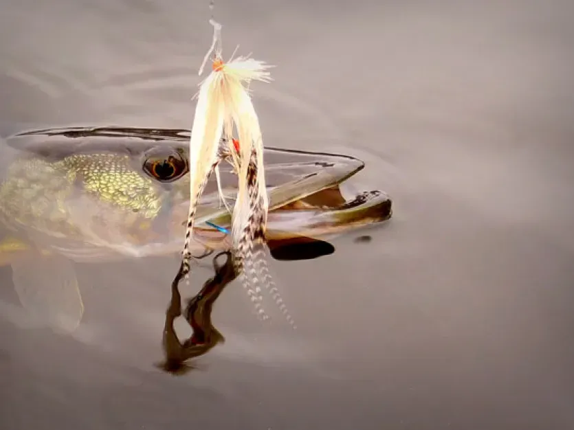 Pickerel