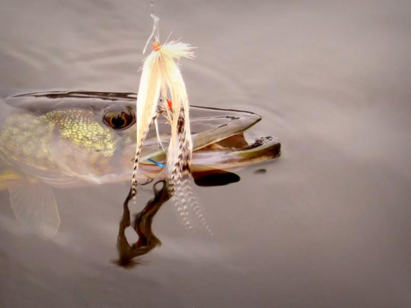 Pickerel Fishing tips for tidewater pickerel in the Chesapeake Bay region