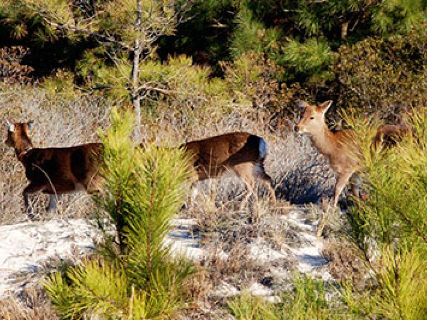 Sika