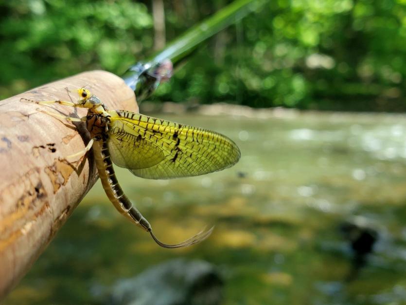 Maryland's Fly Fishing Trail