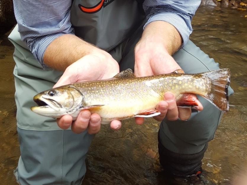 Maryland's Fly Fishing Trail