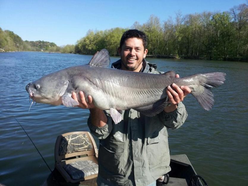 Join the Hunt: How to Catch a Blue Catfish in Maryland