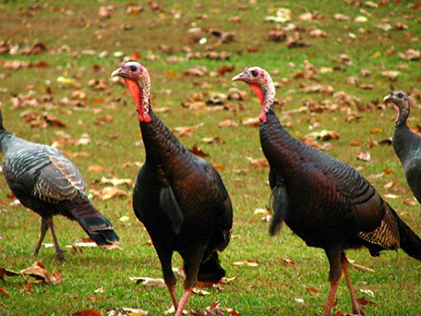 Turkey