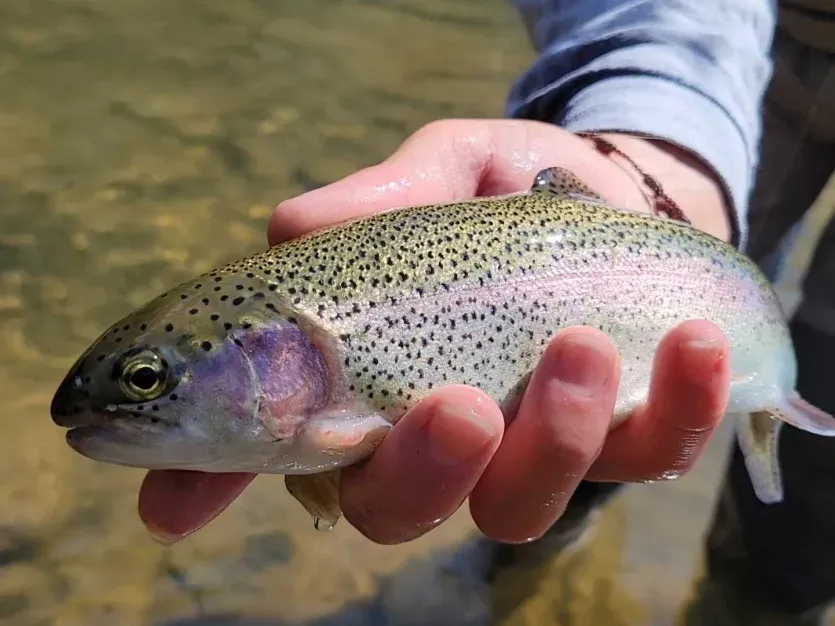 Trout Fishing