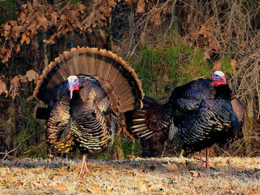 Wild-Turkey-Bramble