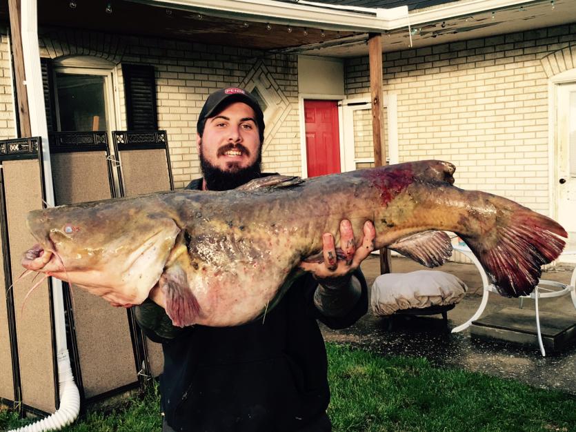 flathead