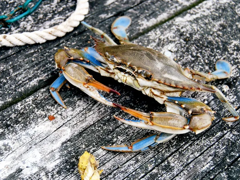 Maryland Blue Crab