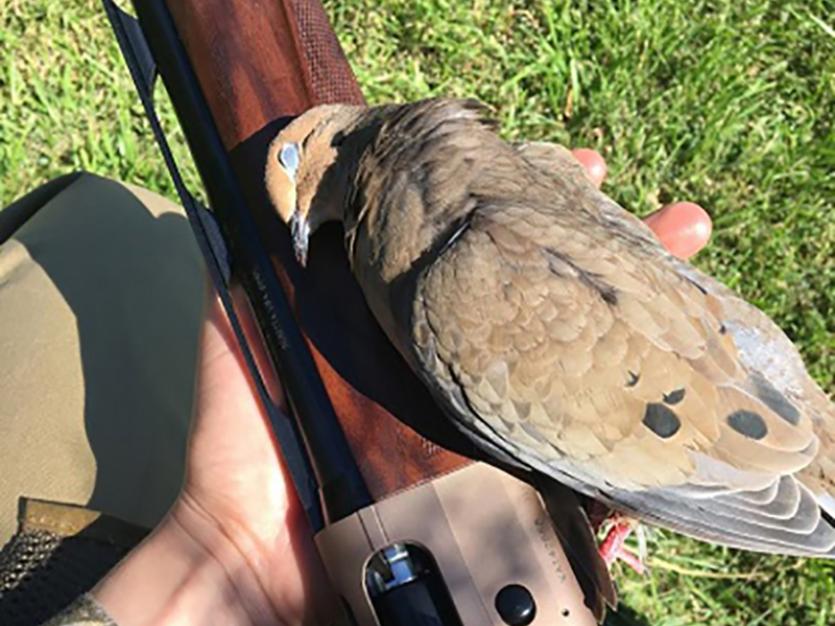 Dove Hunting in MD